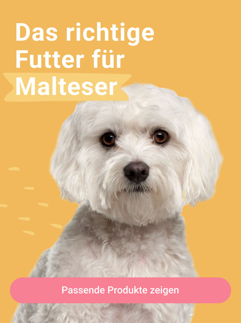 PD-LP-dog-breeds-header-01-malteser-240110