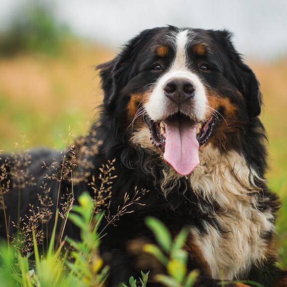 CTA Hunderassen Berner Sennenhund