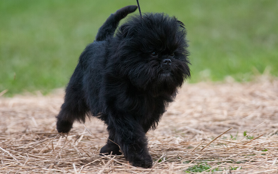 20220321 schwarze hunderassen affenpinscher