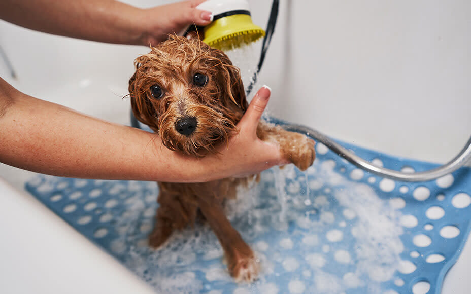 Hund wird in Wanne mit blauer Rutschmatte geduscht