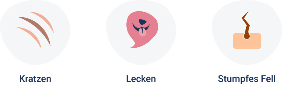 PNJ-symptoms-desktop-cat-skin-fur-250910