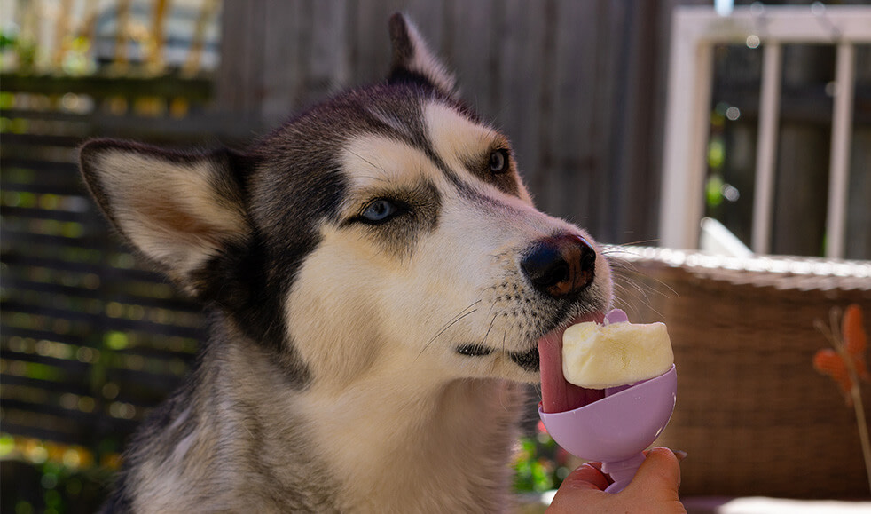 Hund leckt an selbstgemachtem Eis