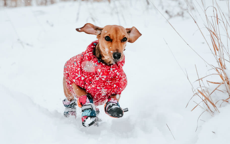 Dackel rennt durch Schnee