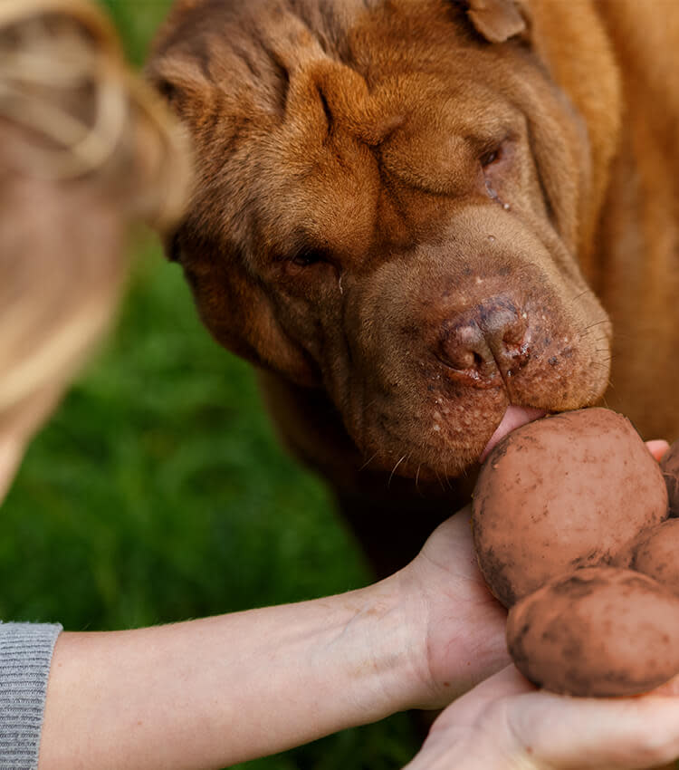 Süßkartoffel für Hund &amp; Katze Entdecke gesunde Zutaten Pets Deli