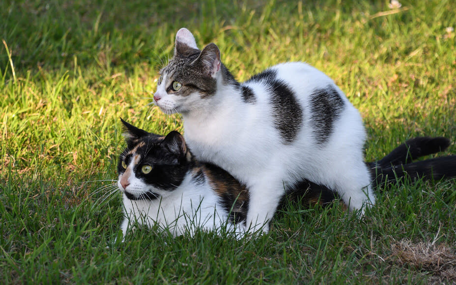 Rolligkeit katze paarung