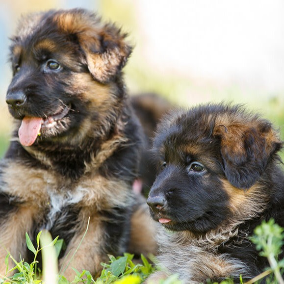 CTA Schaeferhund Welpen