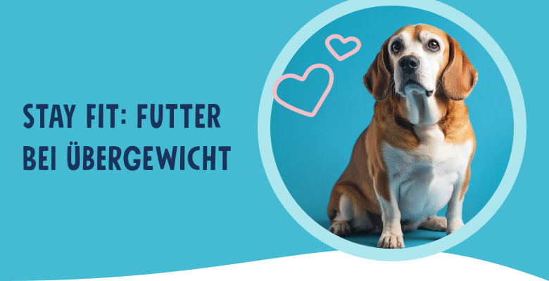 PNJ-header-mobile-dog-overweight-DE-250912