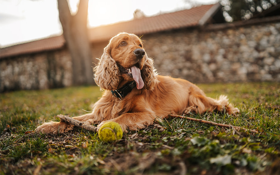 Cocker Spaniel