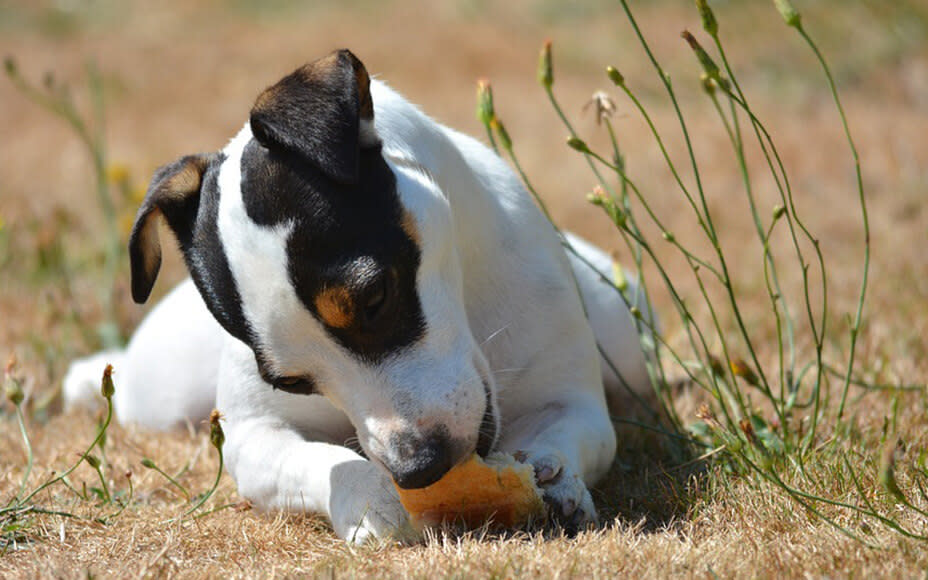 brot für hunde