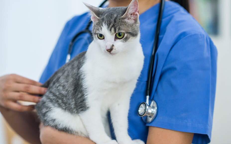 Katze bei Tierarzt auf Arm