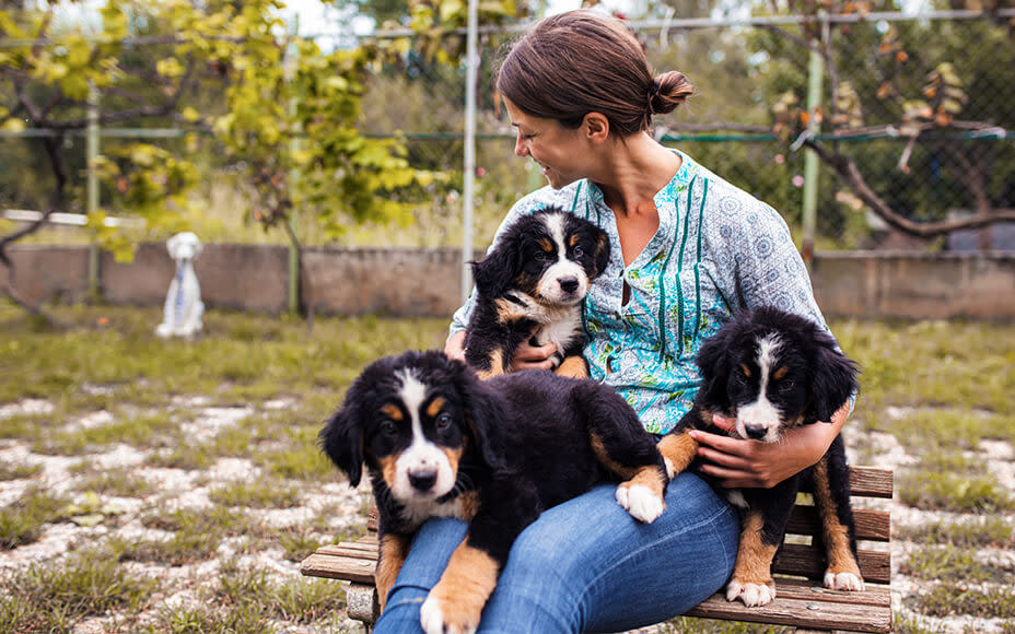 berner sennenhund welpen zuechterin