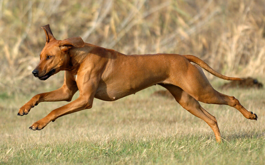 rhodesian ridgeback erziehung