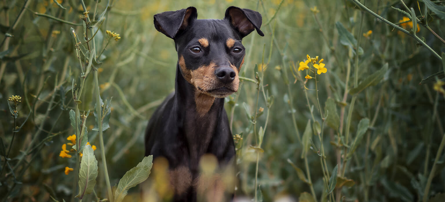 Hund Mini-Line Zwergpinscher Mobile