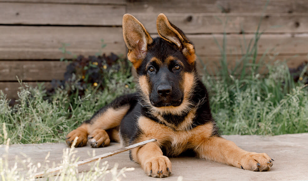 Schaeferhund-Welpe-junger-Hund