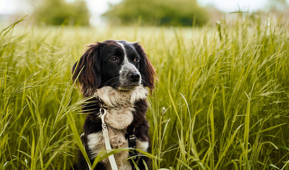 Zecken-beim-Hund