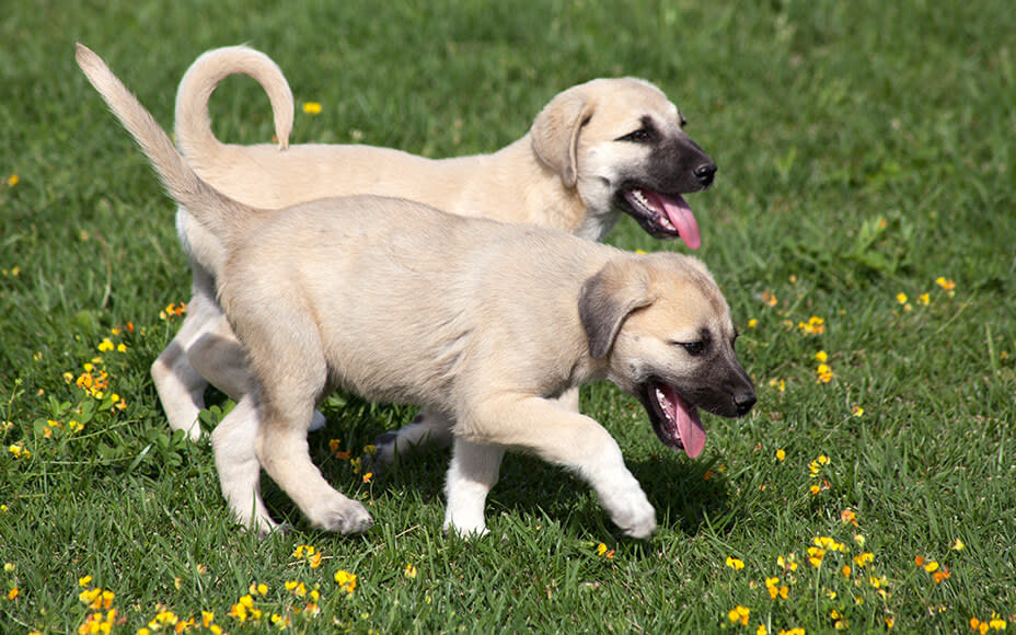 hunderasse kangal welpen