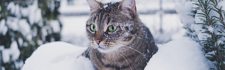 Header Katze im Winter