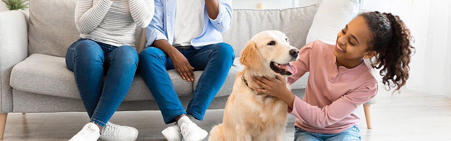 hunderassen-f-r-anf-nger-und-familien-rassen-mit-bildern-pets-deli