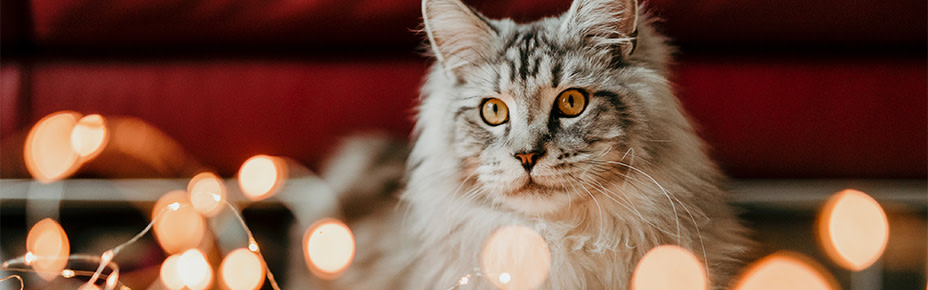 Header katze silvester