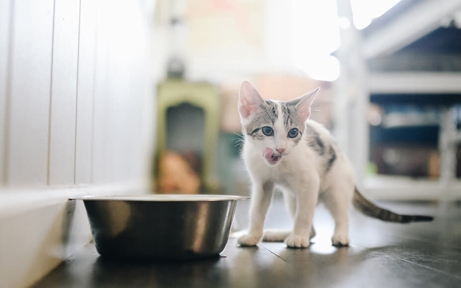 Können Kitten Auch Normales Futter Fressen Die richtige Futtermenge für Kitten einfach erklärt - Pets Deli