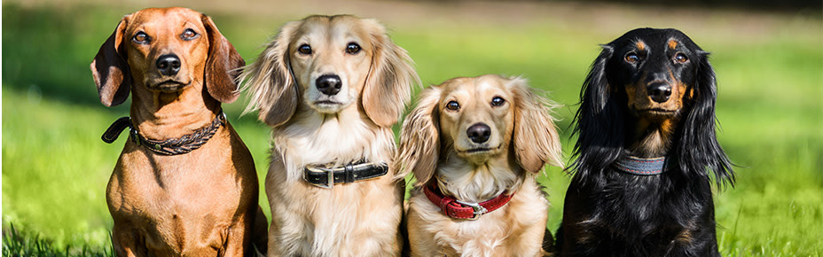 Der Dackel - kurzbeiniger Erfinder des Hundeblicks - Pets Deli