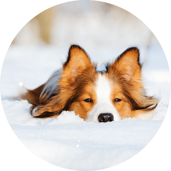 Hund-im-Schnee