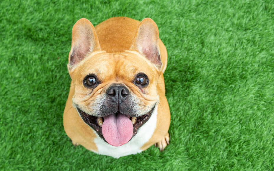 beliebteste hunderassen französische bulldogge