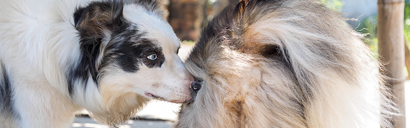 Vorsicht, heiße Hündin! Läufigkeit beim Hund: Dauer & Phasen - Pets Deli