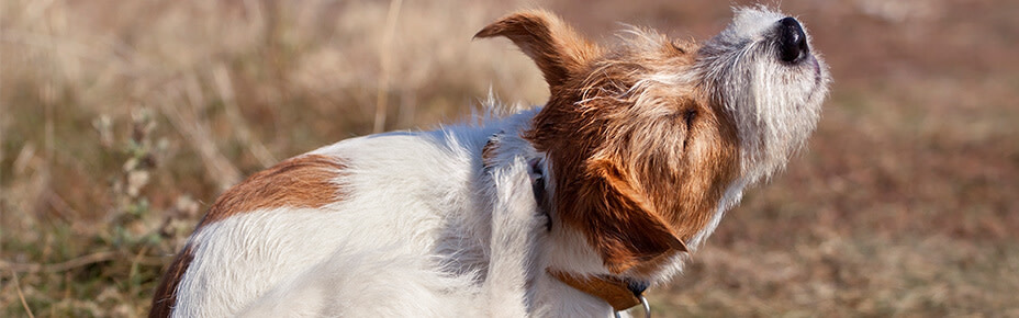 Header Futter Allergie beim Hund