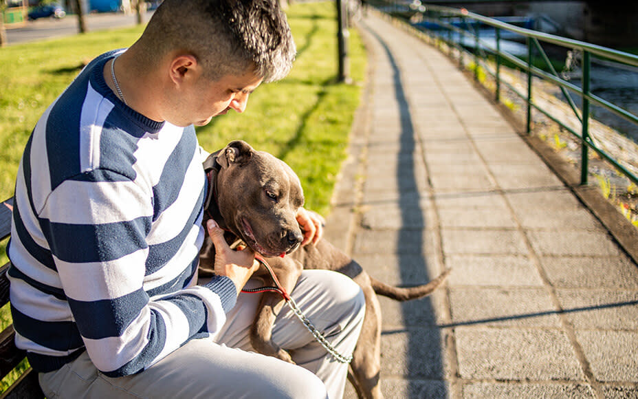 hunderasse american staffordshire terrier amstaff kuscheln