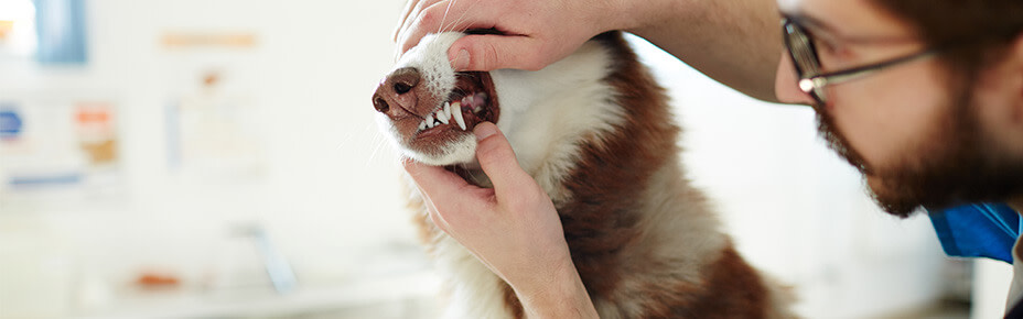 Header zahngesundheit hund