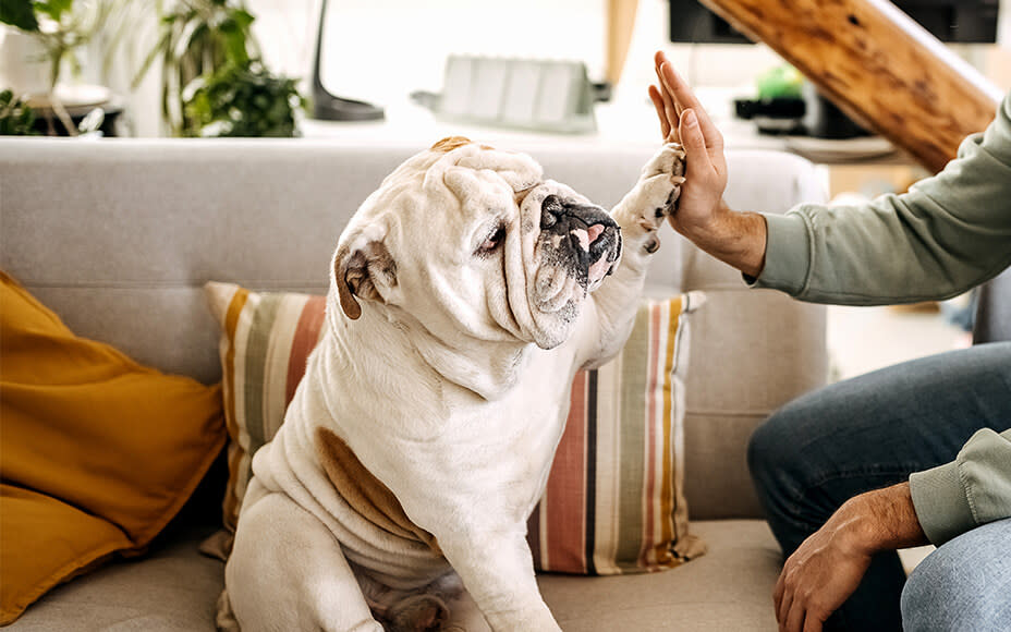 hunderasse englische bulldogge erziehung