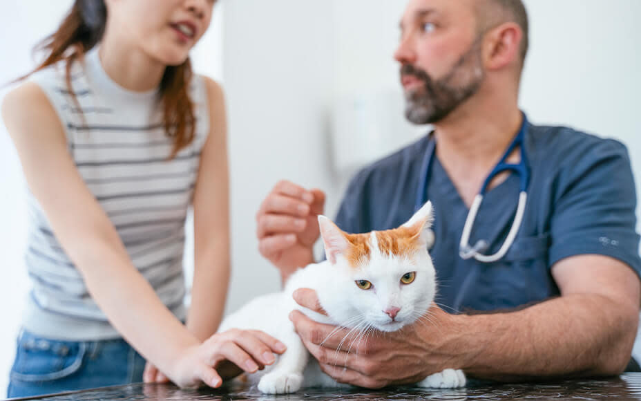 Katze wird untersucht vom Arzt