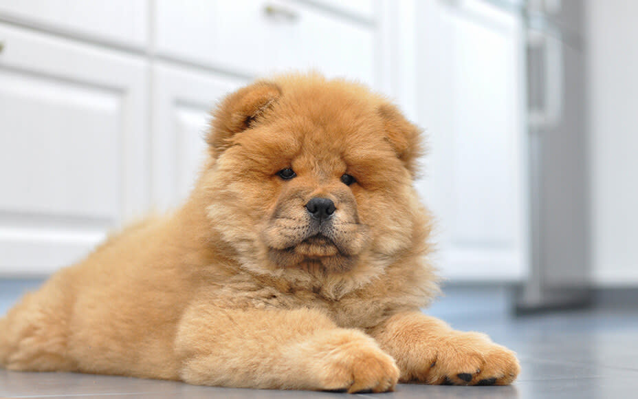 hunderassen welpen chowchow