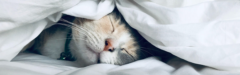 Katze schläft unter Bettdecke