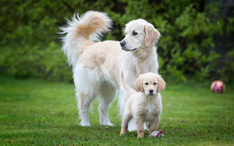 golden retriever welpen