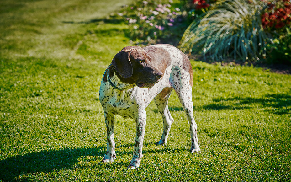 daenische hunderassen altdaenischer vorstehhund