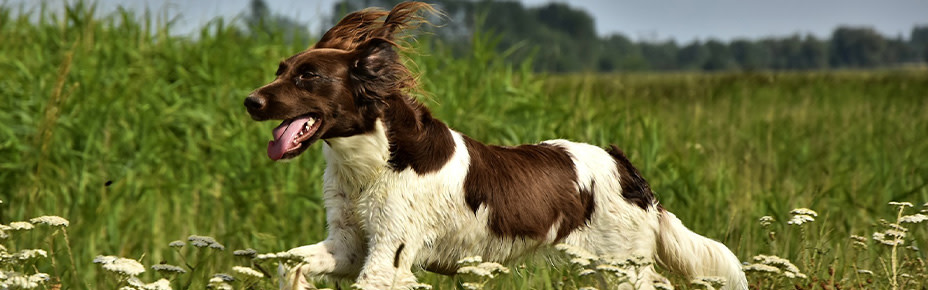 Header kleiner Münsterländer