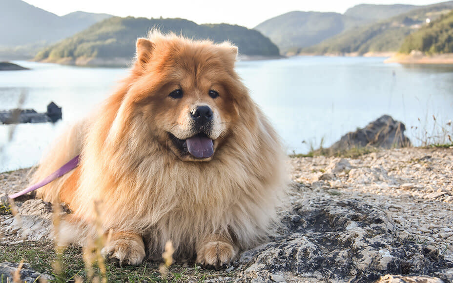 hunderasse chow chow