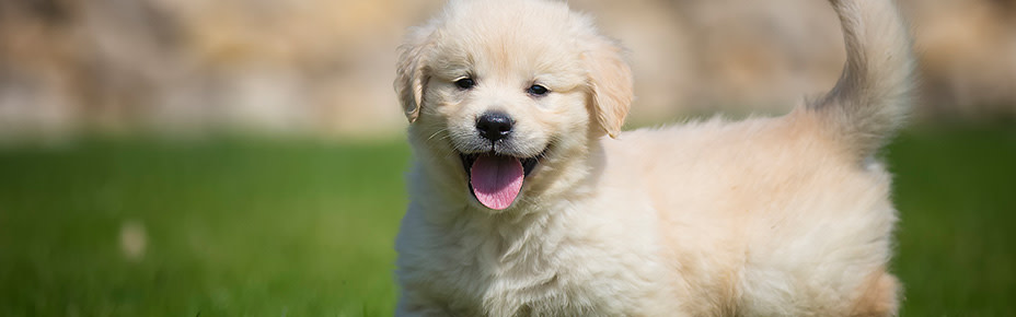 Golden Retriever Welpen - Was kostet die Rasse & worauf solltest du