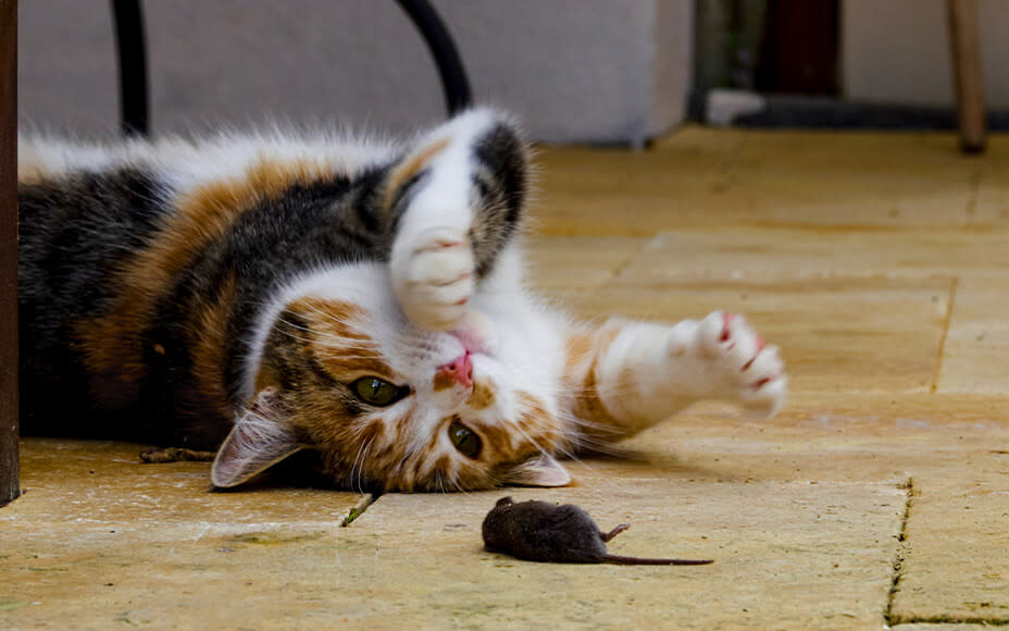 Katze spielt mit Maus