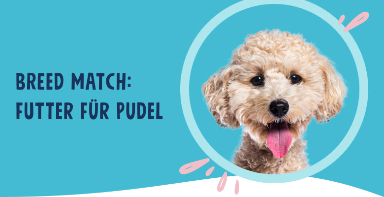 PNJ-header-mobile-dog-poodle-DE-250912