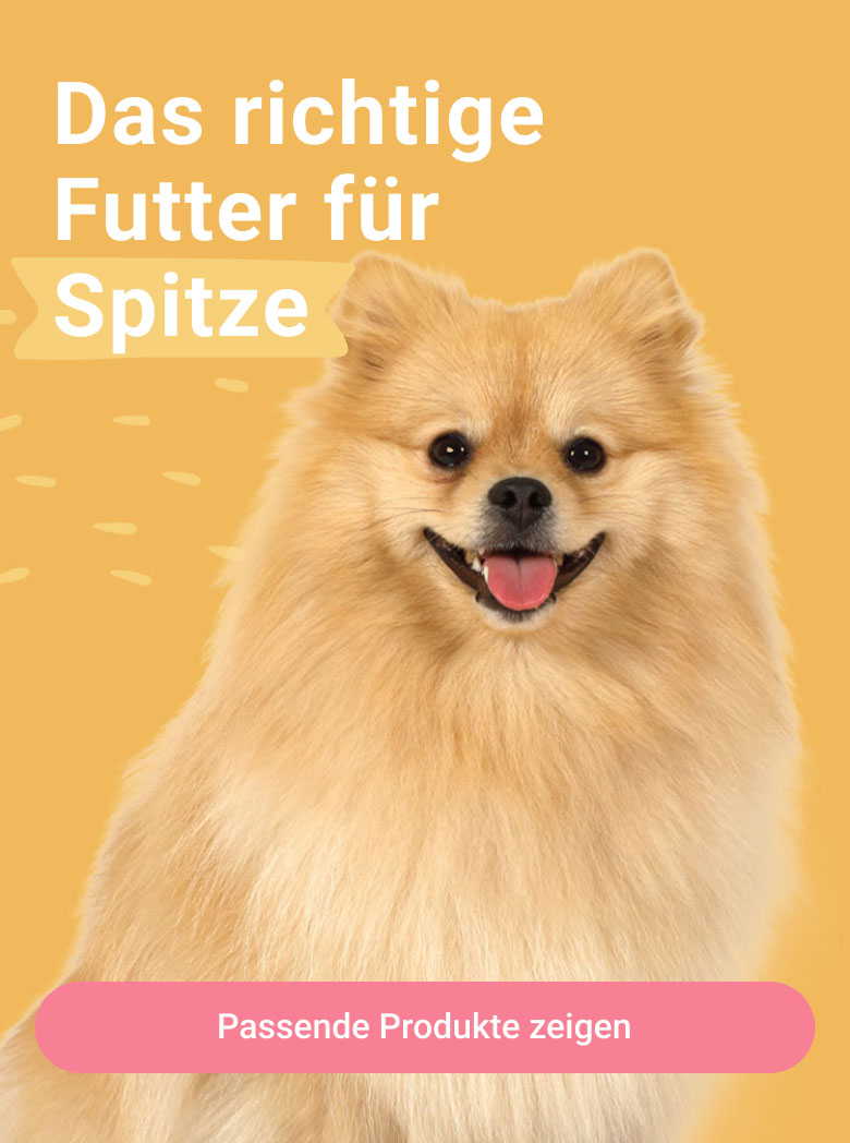 PD-LP-dog-breeds-header-01-spitz-240110