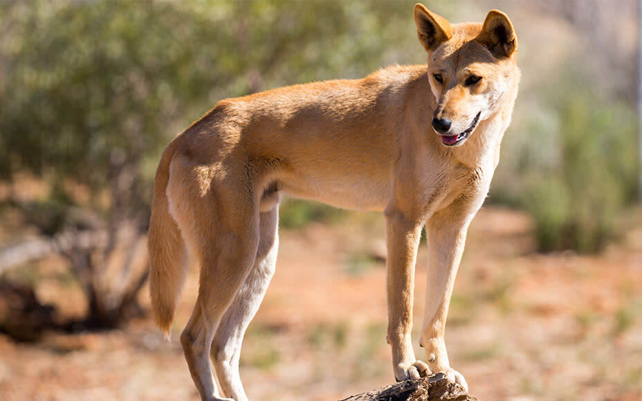 australische hunderassen dingo