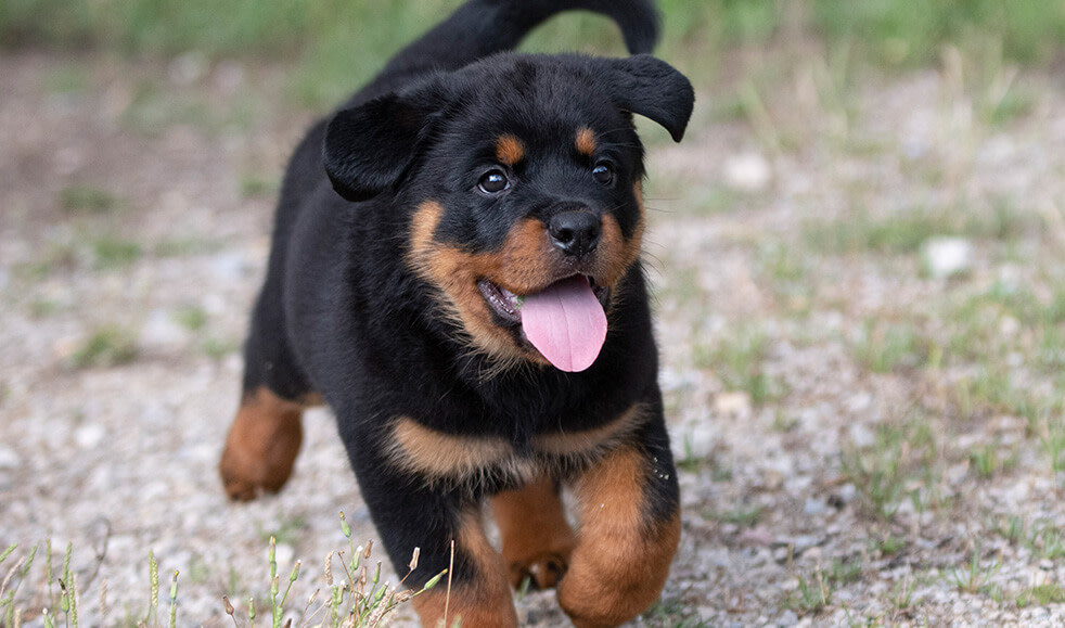 Rottweiler Welpen Vom Züchter In Sachsen Kaufen Rottweiler Welpen: Was kostet die Rasse und worauf solltest du achten