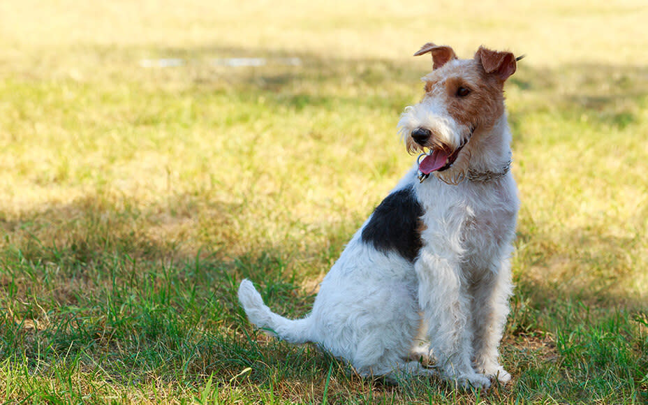 englische hunderassen foxterrier rauhaar