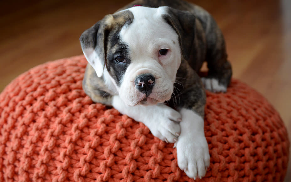 olde english bulldogge welpe