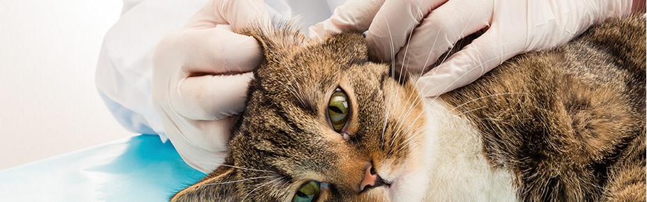 Ohrmilben bei Katzen: Symptome, Diagnose & Behandlung - Pets Deli