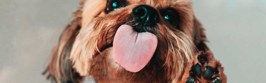 Header giftige Lebensmittel Hunde