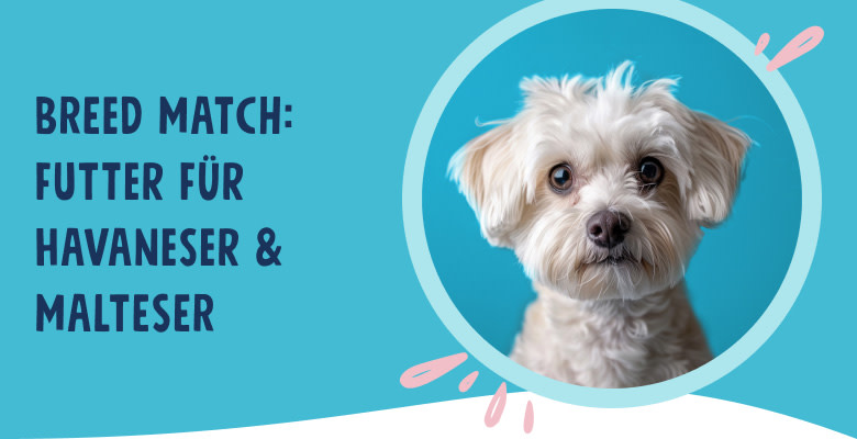PNJ-header-mobile-dog-havanese-DE-250912